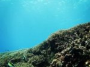 coral reefs Special Dive Nusa Penida