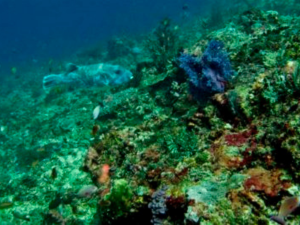 Coral reefs Snorkeling in Nusa penida