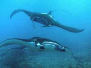 Stingray Snorkeling in Nusa penida