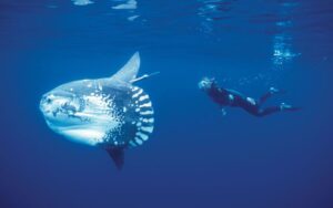 Diving with Mola-Mola Nusa Penida