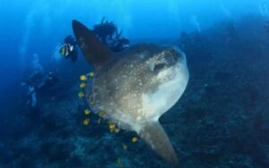Diving with Mola-Mola Nusa Penida
