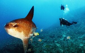 Diving with Mola-Mola Nusa Penida