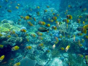 Gamat Bay Nusa Penida Gamat Bay Nusa Penida@daytripnusapenida.com