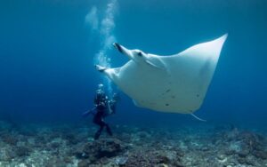 diving Malibu Point Nusa Penida