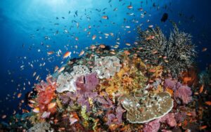Coral reefs Diving at Toya Pakeh Nusa Penida
