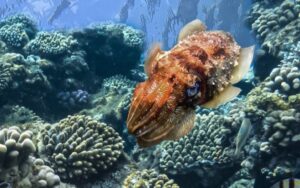 Coral reefs Diving at Toya Pakeh Nusa Penida