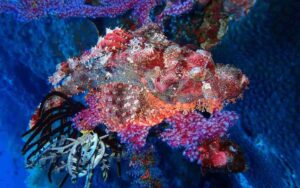 Coral reefs Diving at Toya Pakeh Nusa Penida