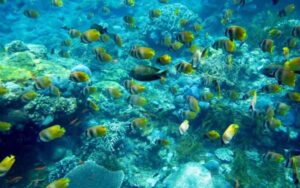 diving Wall Point, An Exciting Snorkeling site Nusa Penida