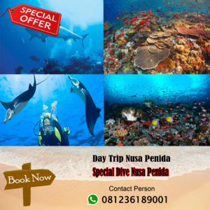 specialdive@daytripnusapenida.com