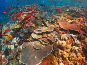 Coral reefs Gamat Bay Nusa Penida