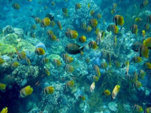 fish on coral reef Gamat Bay Nusa Penida