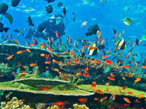 fish on coral reef Gamat Bay Nusa Penida