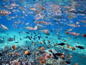 fish on coral reef Gamat Bay Nusa Penida