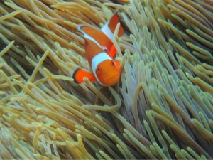 diving Gamat Bay Nusa Penida