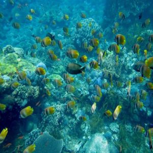 Gamat-Bay-Nusa-Penida@daytripnusapenida.com