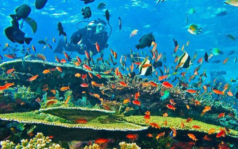 UNDERWATER WORLD OF CORAL REEFS ABIAN DIVING