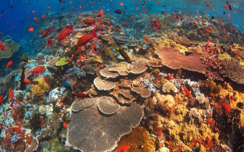 UNDERWATER WORLD OF CORAL REEFS DIVING